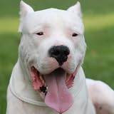 ✔ The wallpaper automatically adjusts its resolution according to you device.