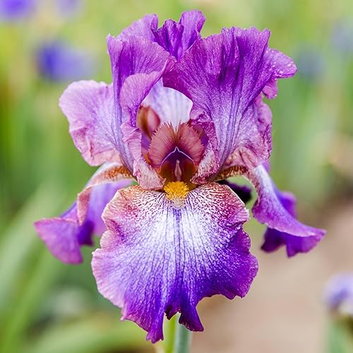 Miniatura 8 de Easy to Grow Bulbos de plantas de iris barbudo Califlora 'Mariposa Skies' Rizomas (paquete de 9)  Floración púrpura y blanca en jardines de