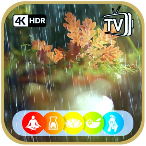 Eco Harmony: Rain and Rainforest Symphony for Relaxing Sleep, Study, and White Noise Ambiance For Ta
