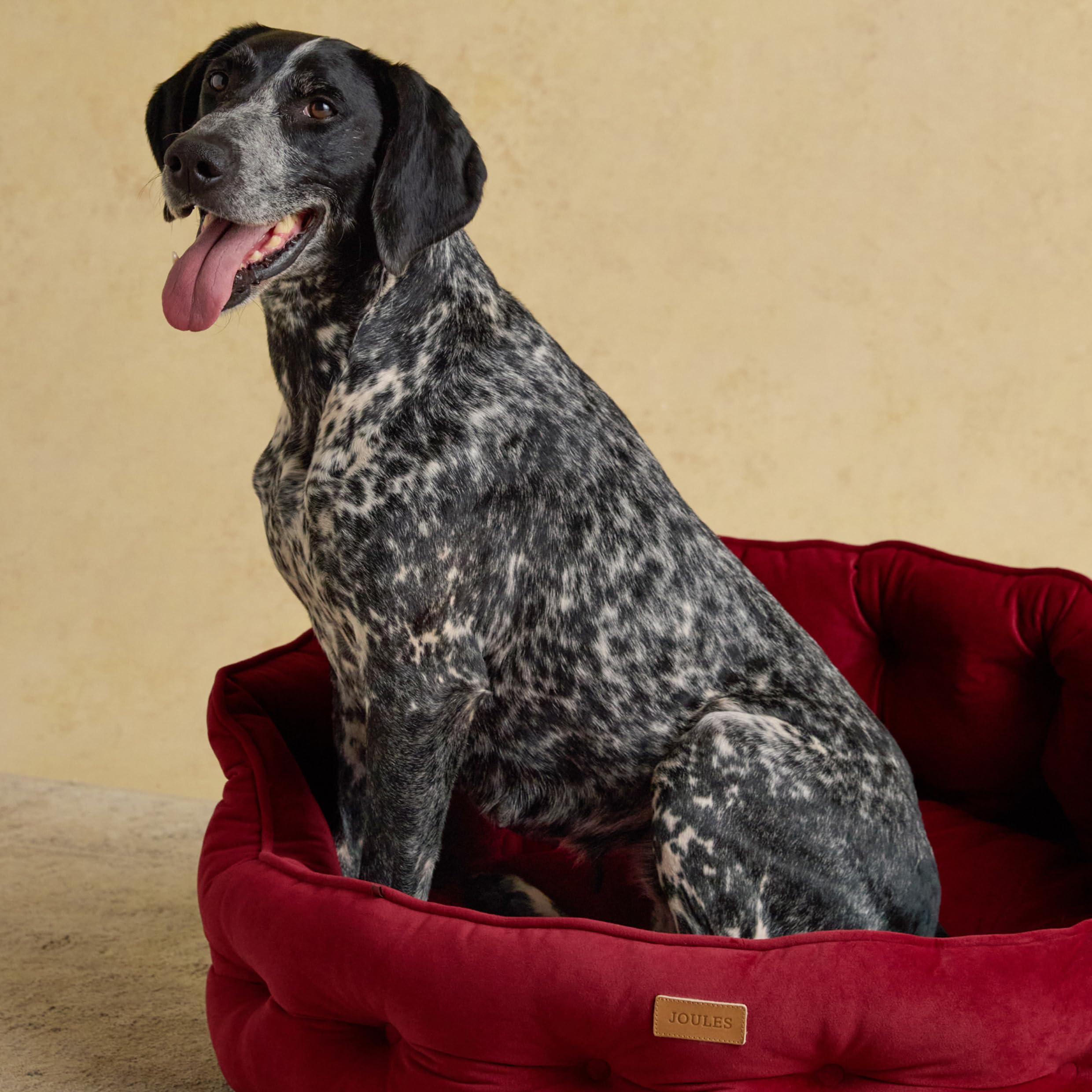 Rosewood x Joules - Cama Chesterfield para Mascotas, Grande, Cama de Terciopelo de Lujo para Perro con Base Antideslizante, Acolchado Adicional y cojín de Apoyo, diseño Elegante Inspirado en el sofá