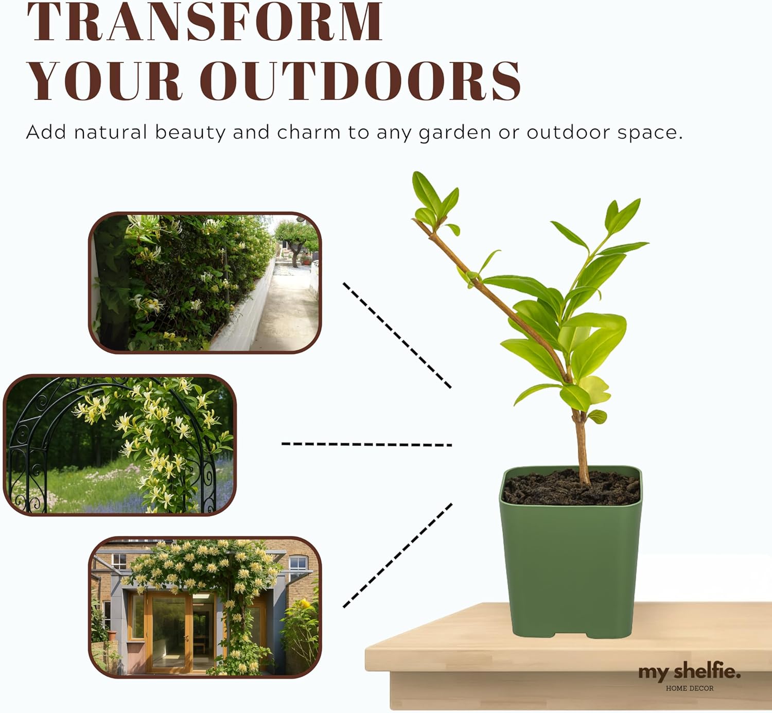 White Fragrant Japanese Honeysuckle Vine, Starter Plant, Climbing Landscape Outdoor Garden Plant 2 inch Pot (3)