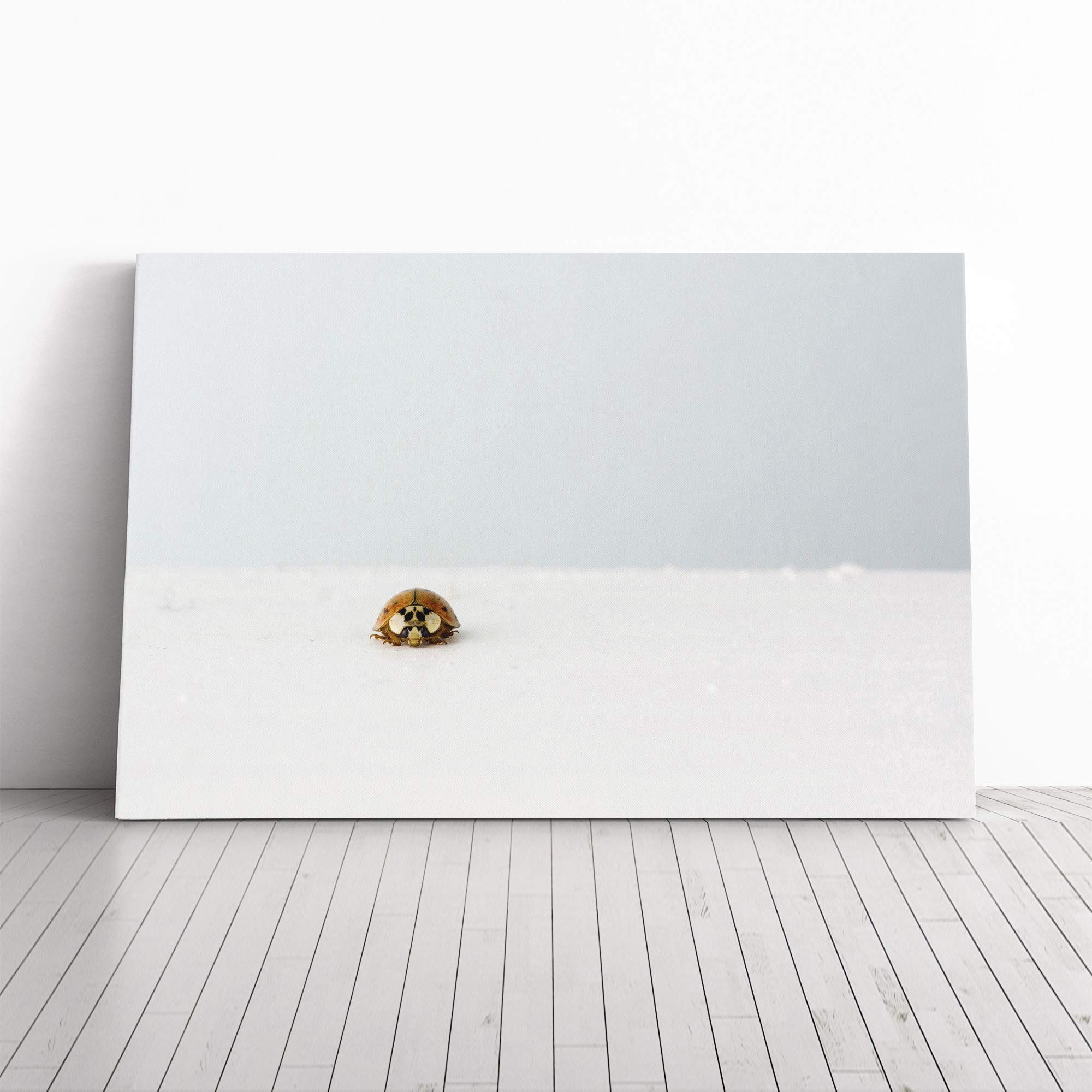 The Lone Ladybird Canvas Print | Gallery Wrapped 30mm Frame Wall Art | 20x14 inches | Ready to Hang | Modern Animals Picture | Living Room Bedroom Lounge Office
