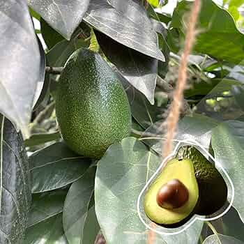 81wRGbGPf2L._AC_UF350,