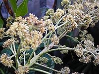 Vista 3 de NAM Doc Mai - Árbol de mango injertado - Mango favorito tailandés