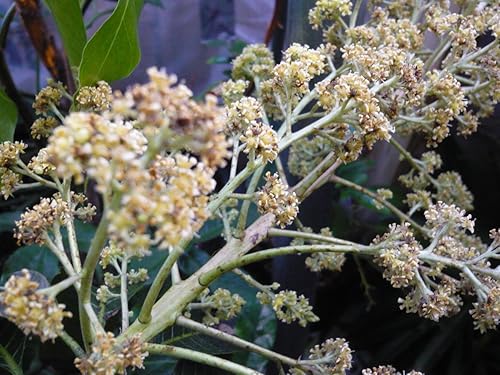 Miniatura 3 de NAM Doc Mai - Árbol de mango injertado - Mango favorito tailandés