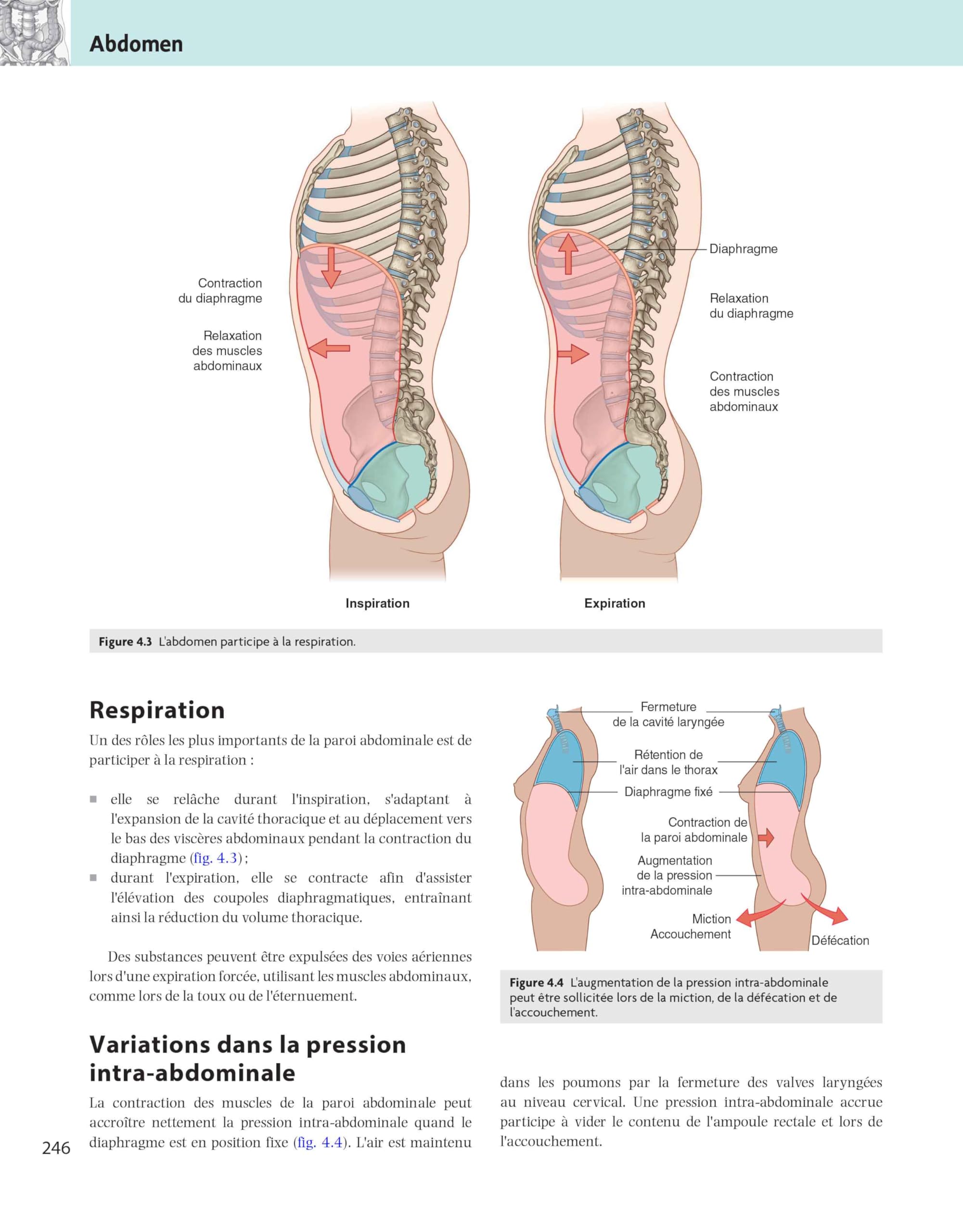 Gray's Anatomie - Le Manuel pour les étudiants
