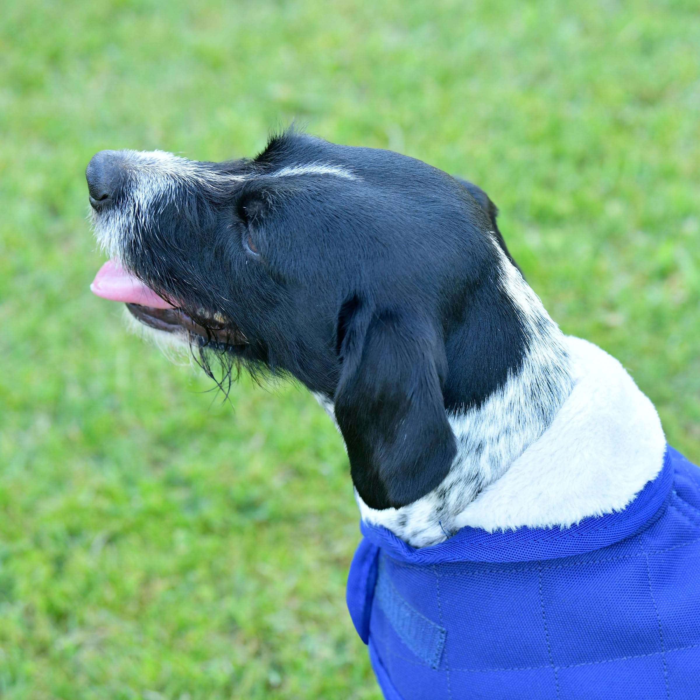 WeatherBeeta ComFiTec Deluxe Diamond Quilt Cappottino per cani, blu navy, 75 cm