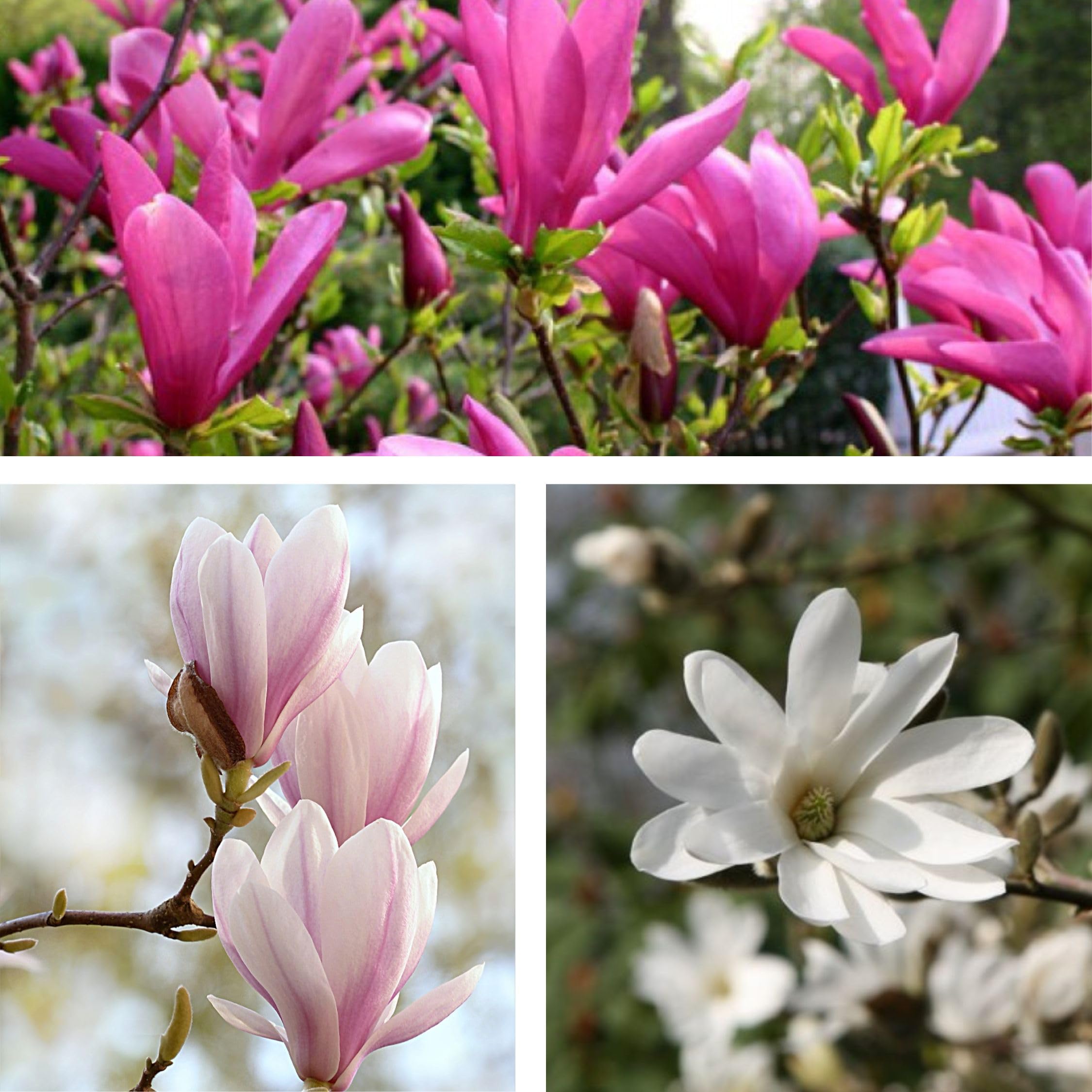 Plant in a Box - Magnolia - Mix di 3 - Magnolia Susan, Soulangeana, Stellata - Vaso 9cm - Altezza 25-40cm