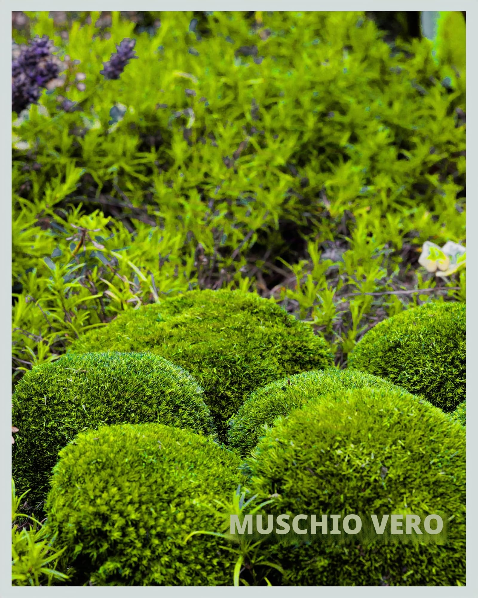 Mia Milano I Muschio Sferico Conservato Verde Chiaro I Muschio Naturale Islandese I Decorazione e Artigianato I 250 g