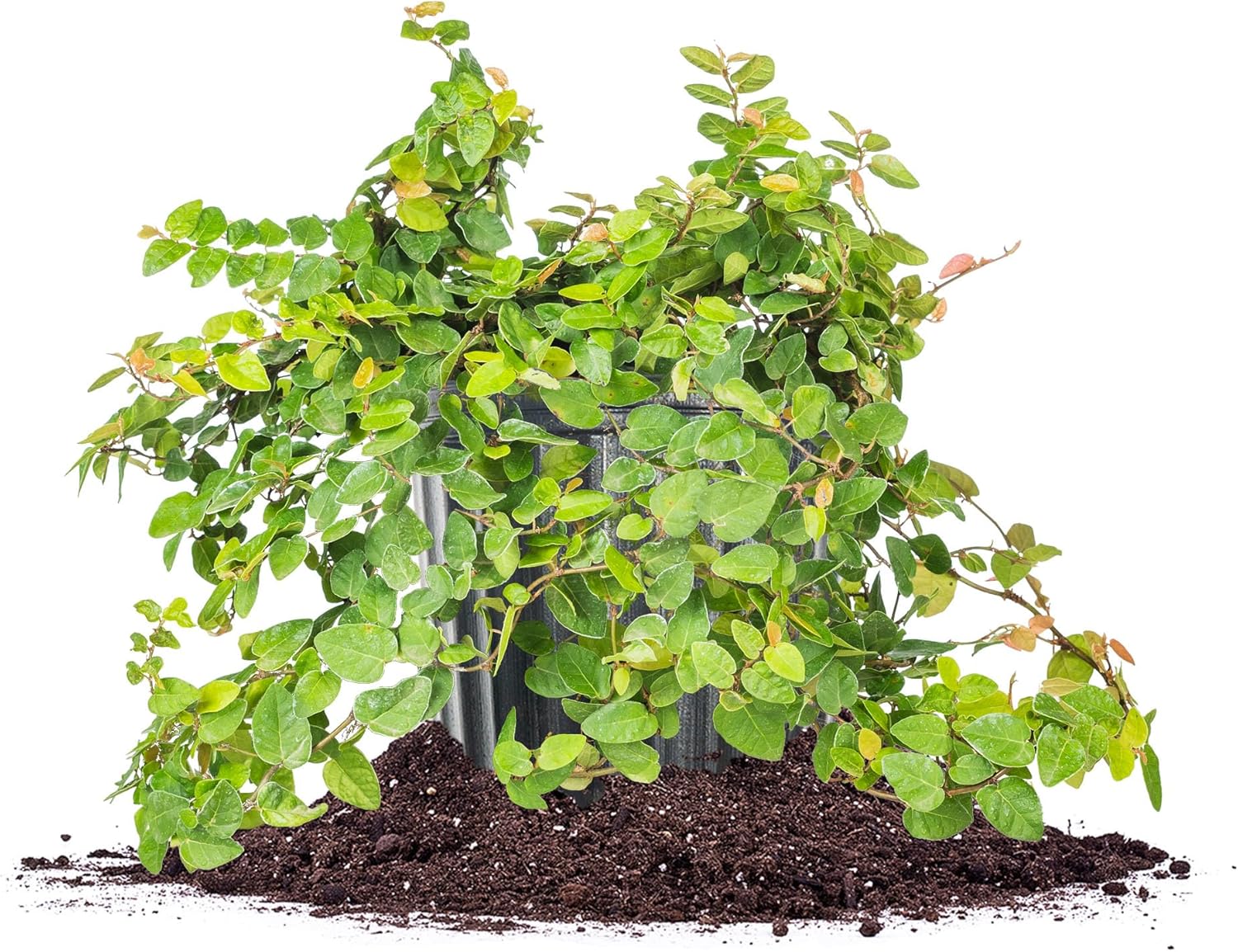 Perfect Plants Creeping Fig 1 Gallon | Live Shrub for Landscaping | Evergreen Vine Grows on Walls, Arbors, or Trellis