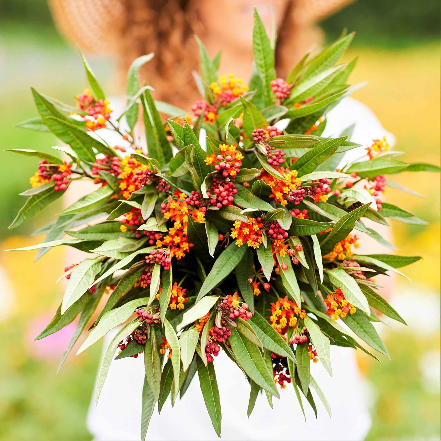 Eden Brothers Bloodflower/Sunset Flower Seeds