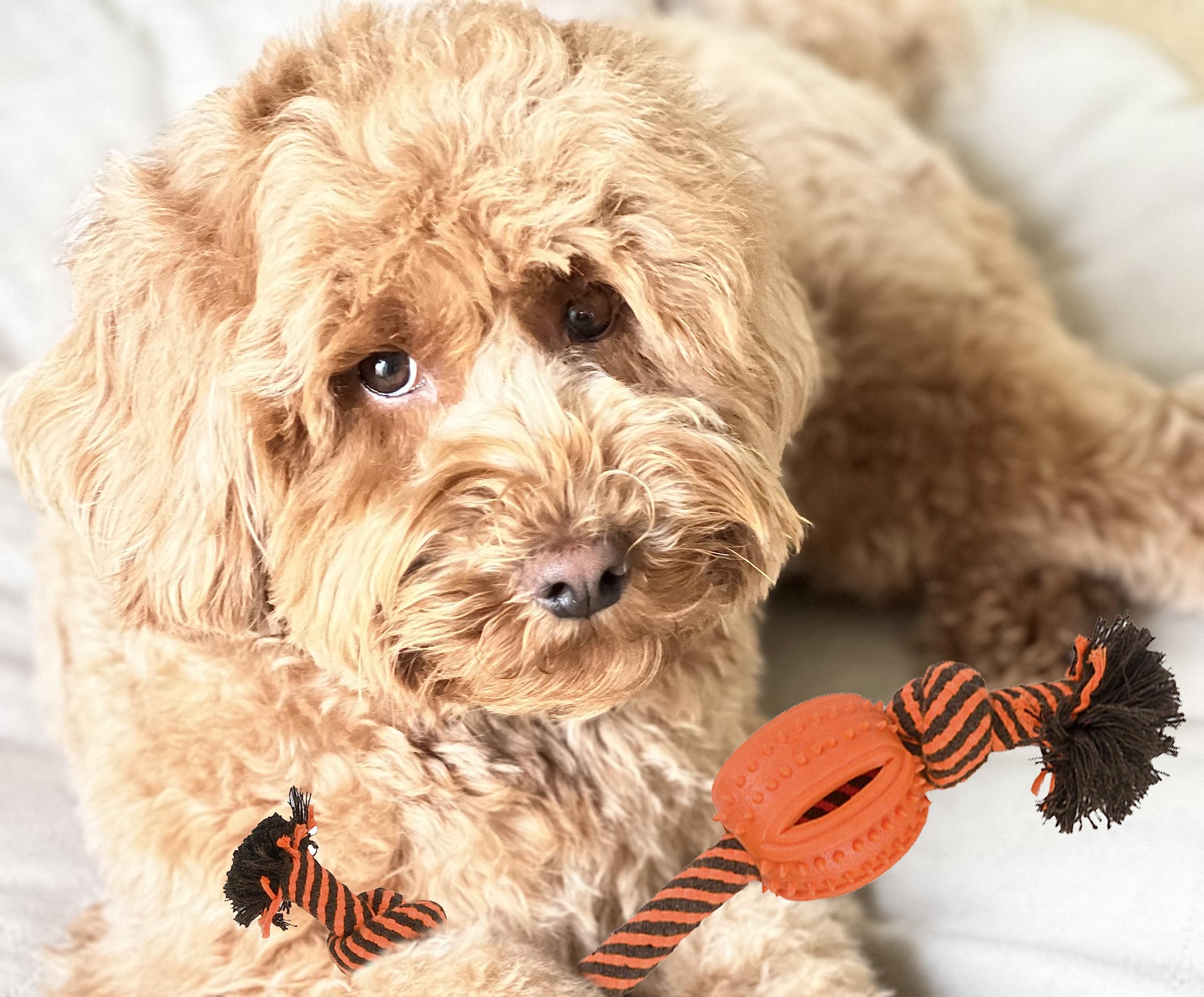 Interaktives Hundespielzeug Bundle,Langlebiges Hundespielzeug für Welpen, kleine und mittelgroße Rassen, Zahnenspielzeug für Welpen,Bereicherungsspielzeug für aggressive Kauer