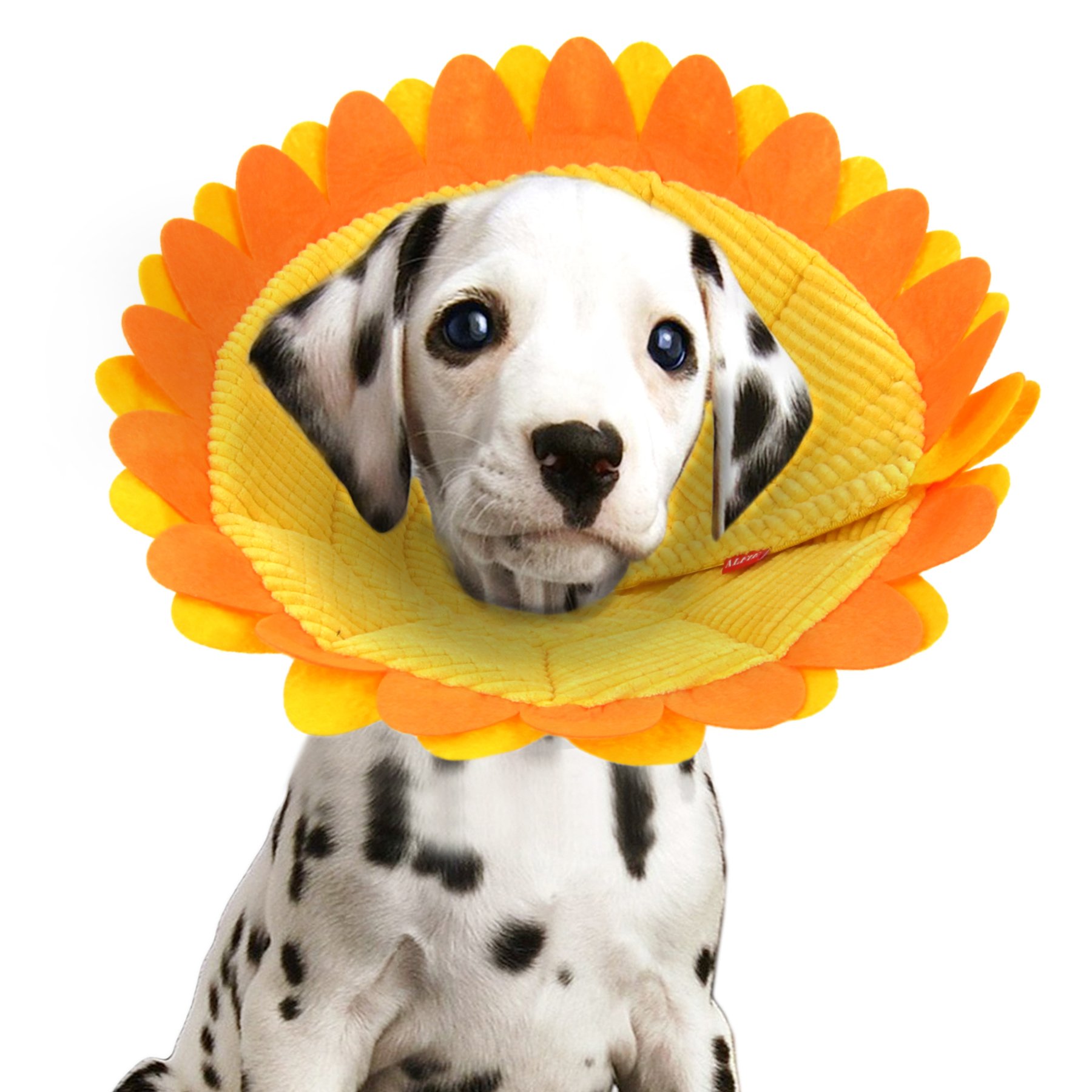 Sunflower cone for dogs Clearance