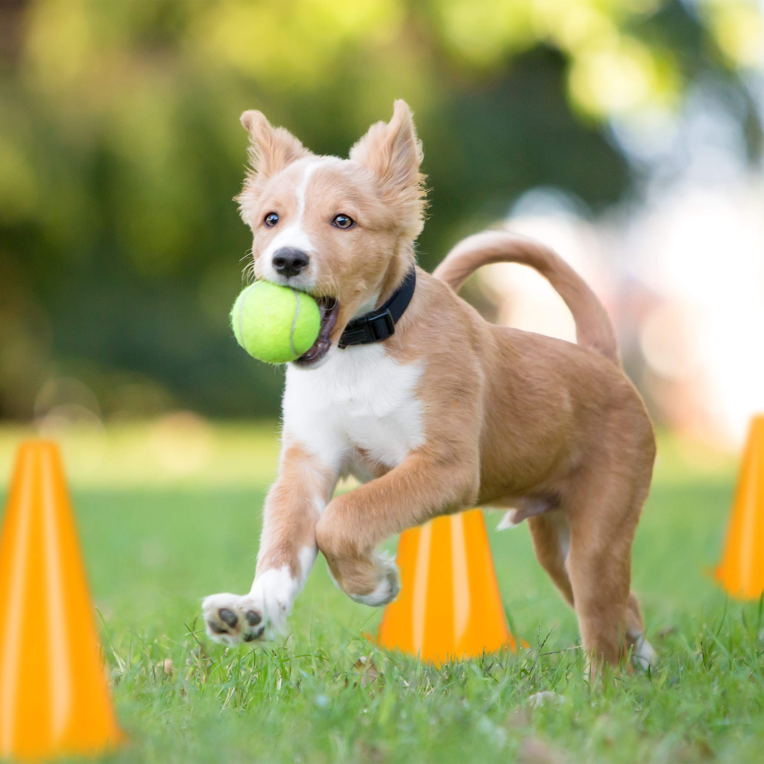 Relaxdays Coni Stradali, Set 48 Conetti per Allenamento di Calcio, Cani, Sport a Cavallo, Birilli, Bambini, Arancioni