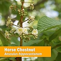 Vista 2 de Herb Pharm Extracto líquido de castaño de indias para venas saludables y circulación - 4 onzas