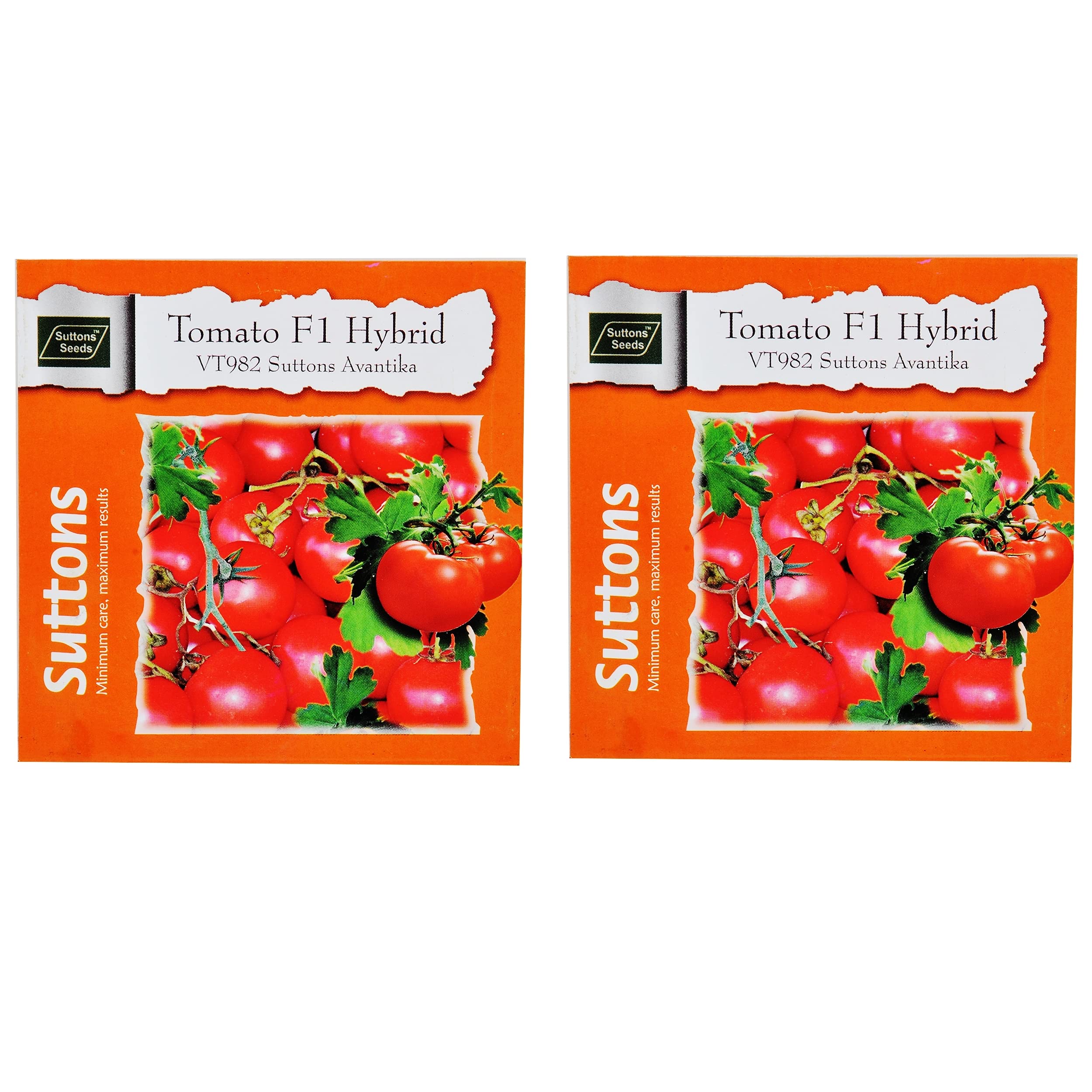 tomato F1 Hybrid Tomato Zico10 Seeds- 5 gm - Seeds Mate