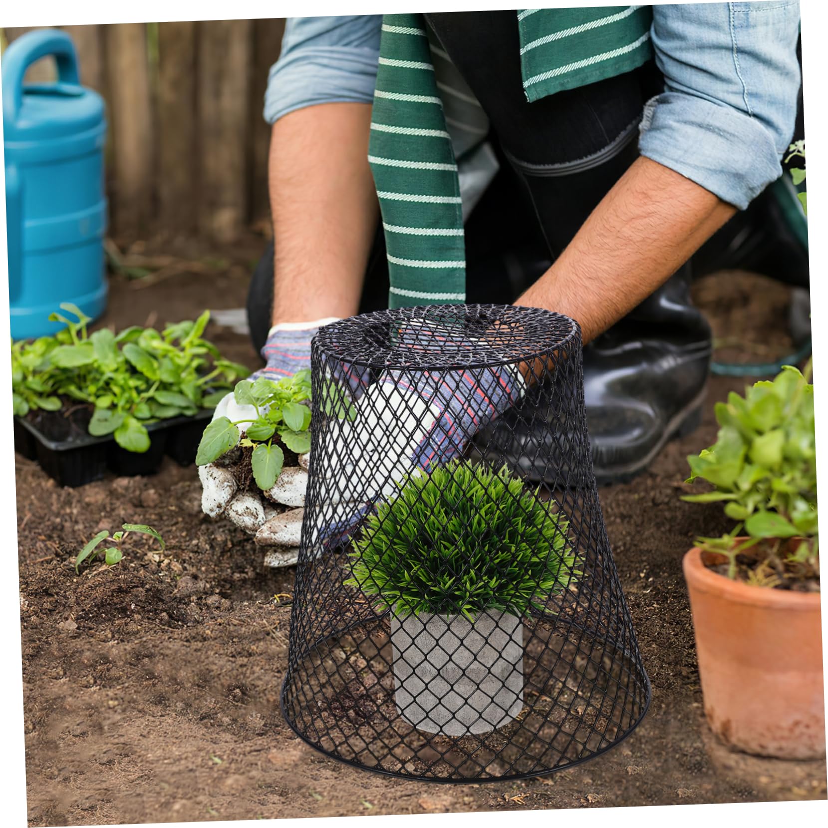 CLISPEED Pack Pflanzen Schutzhauben aus Eisen Schwarz für Garten