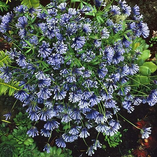 Miniatura 2 de Outsidepride 1000 semillas anuales de Asperula Orientalis Blue Woodruff Hierba Garden Seed para plantar