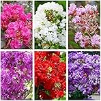 HOT!! - 50 Mixed Crepe Myrtle Lagerstroemia Tree Shrub Crape Red Pink Purple Flower Seed