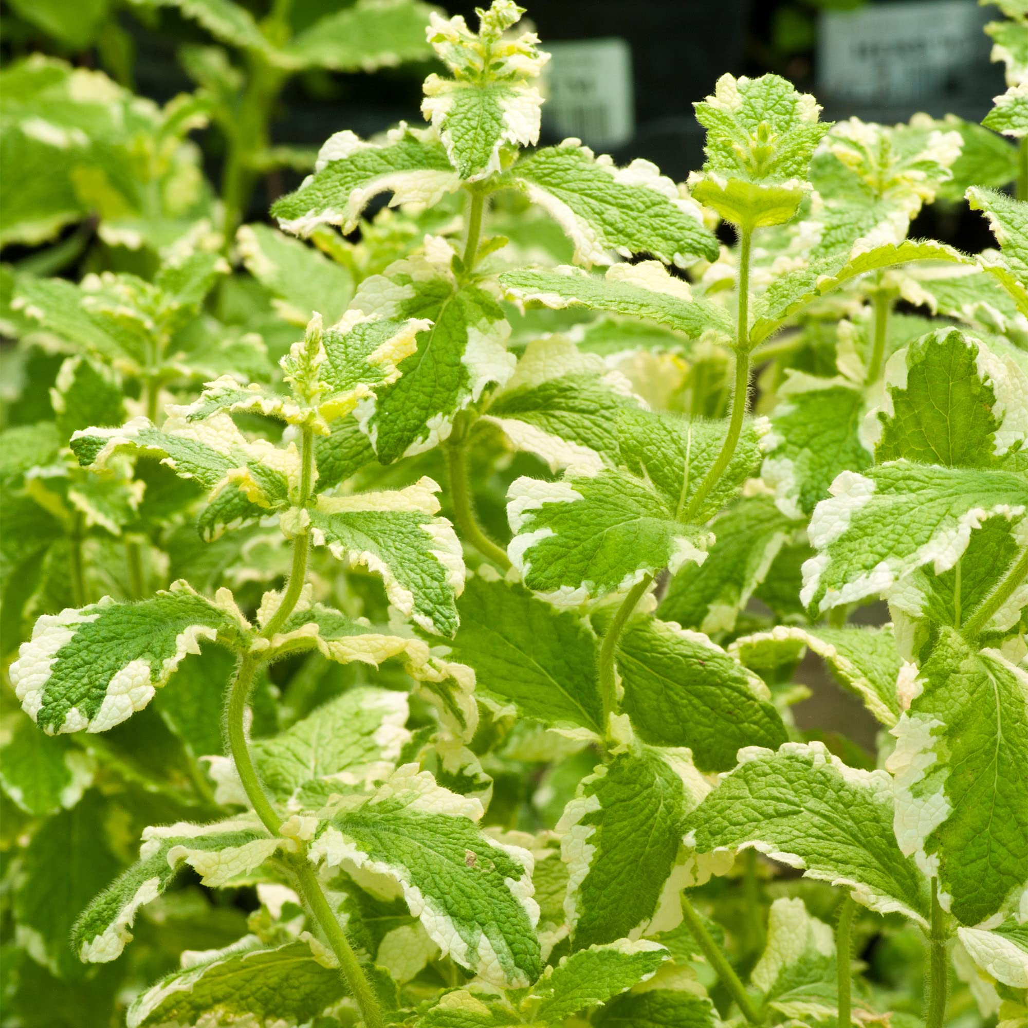Apple Mint Plant - Variegated Applemint - Perennial Outdoor Kitchen Culinary Garden Plant with Minty Edible Leaves - Grow Your Own Fresh Cooking Herbs (8cm Pot, 5-15cm)