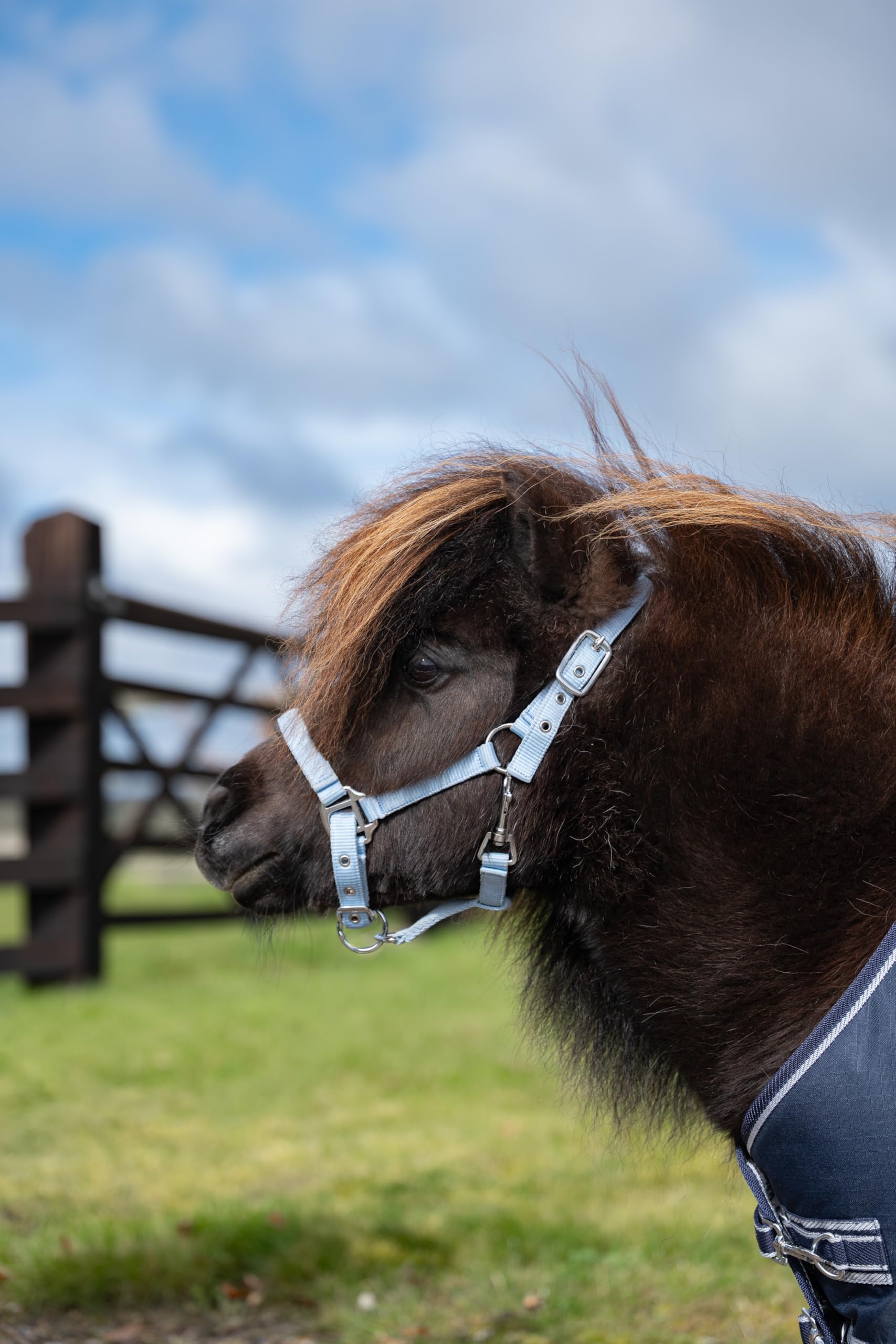 Rhinegold Sorbet Padded Headcollar&Rope-Mini Shetland - Blue