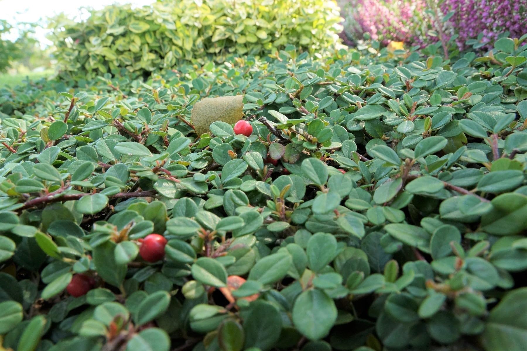 Stauden Gänge 10 x Cotoneaster dammeri 'Stribs Findling' Zwergmispel | Immergrüner Bodendecker für Sonne bis Halbschatten, Blüte Mai bis Juni, mehrjährig, 9x9 cm Topf