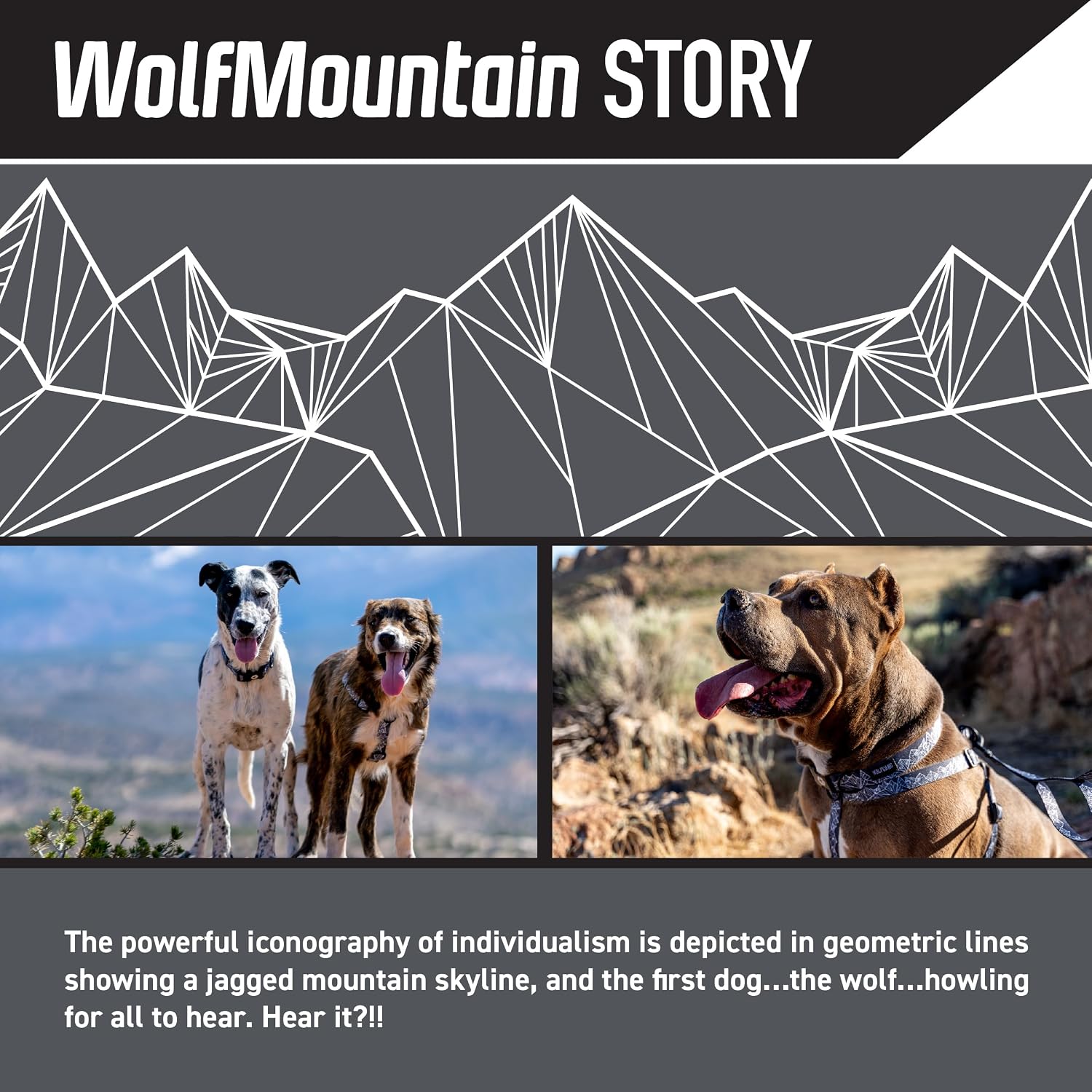 Wolfgang Heavy Duty, Adjustable Dog Collar with Quick Release Nylon Buckle for Walking & Training, WolfMountain Print, Large image 2