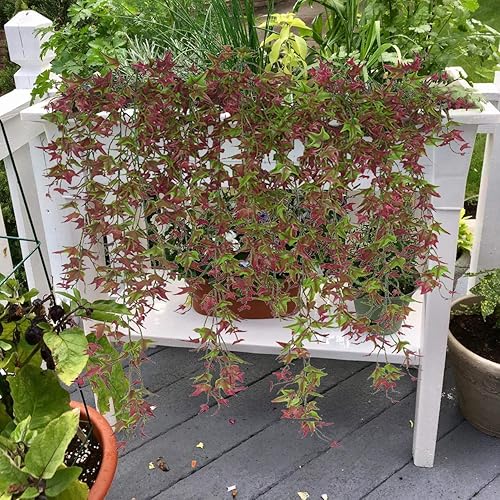 Miniatura 6 de CATTREE - Flores artificiales, paquete de flores de plástico flocado, plantas falsas, ramo de novia, interior, al aire libre, hogar, oficina, mesa,