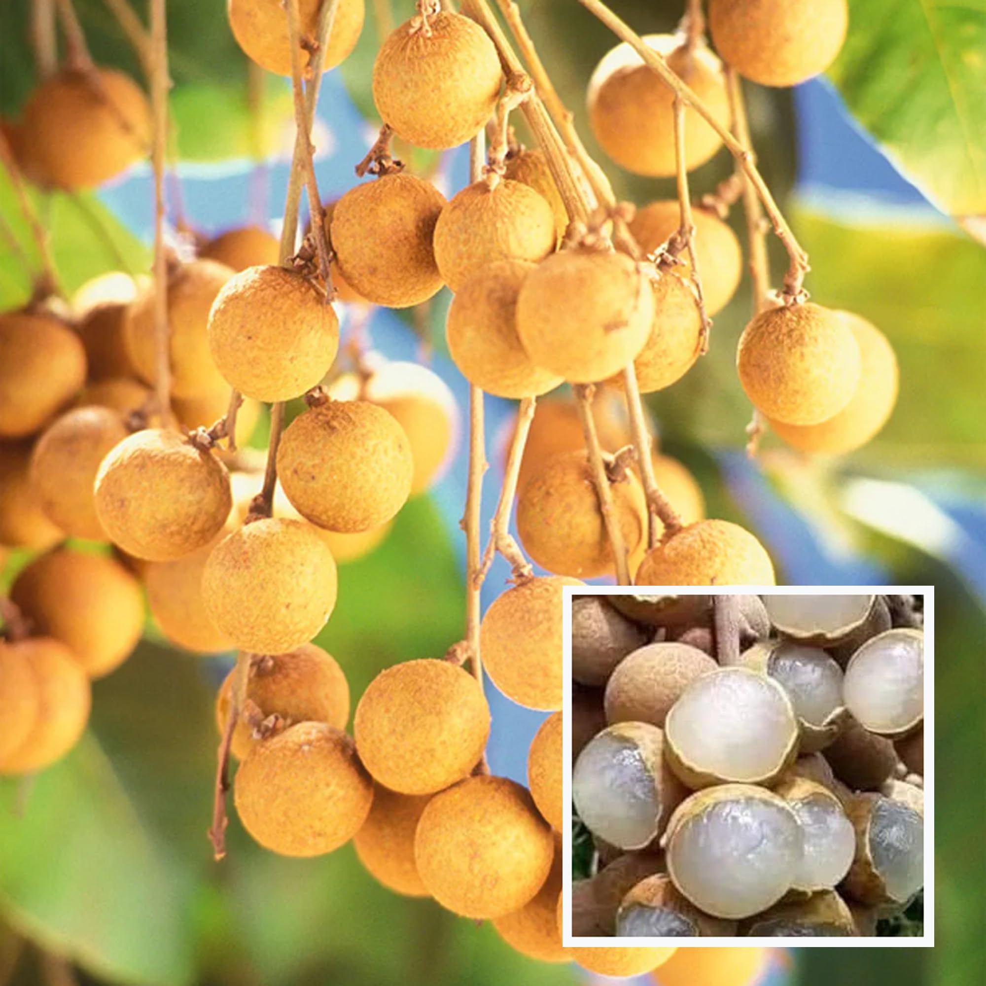 See full amazon price history chart for HAPING Khaki Dragon Eye Longan Grafted Fruit Live Plant (1-2 Feet Height) HAPING Khaki Dragon Eye Longan Grafted Fruit Live Plant (1-2 Feet Height) (B0CV4VTHCV) Amazon Price History, Amazon Price Tracker