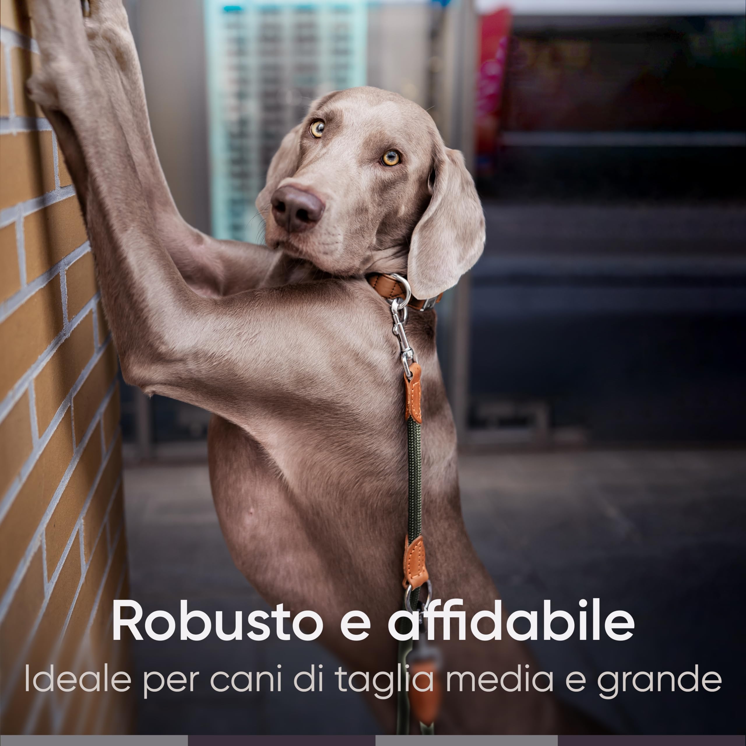 FREUDENTIER Guinzaglio per cani 2m - Guinzaglio regolabile - Robusto nylon rifinito con eleganti elementi in pelle marrone - Guinzaglio per cani di taglia media e grande (verde bosco)