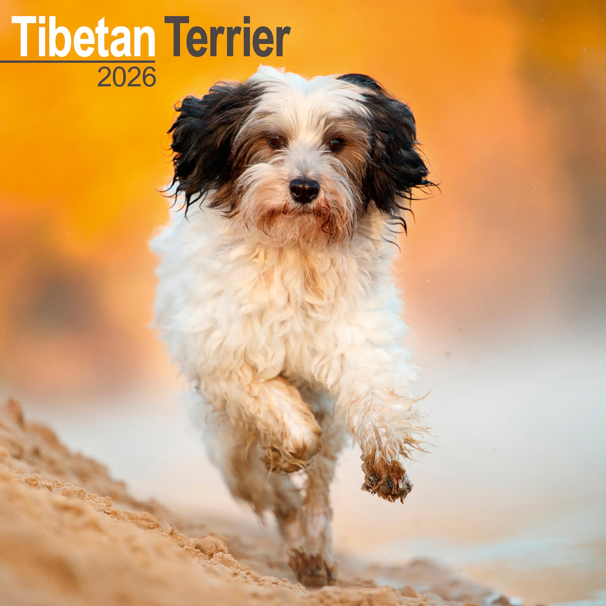 Tibetan Terrier 2026 Calendar | Square Wall Calendar | Dog Breed Gift | Plastic Free Packaging | by Avonside Publishing