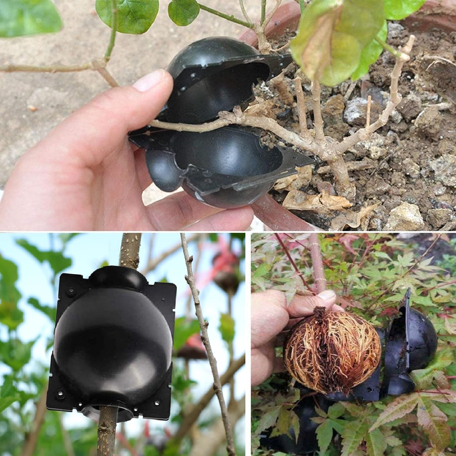 Propagatori Alta Pressione,Scatola Radicamento Piante Riutilizzabile,Dispositivo di Radicazione Delle Piante,Scatola Di Innesto Della Radice Pianta per Innesto e Radicamento da Giardino,10 Pezzi