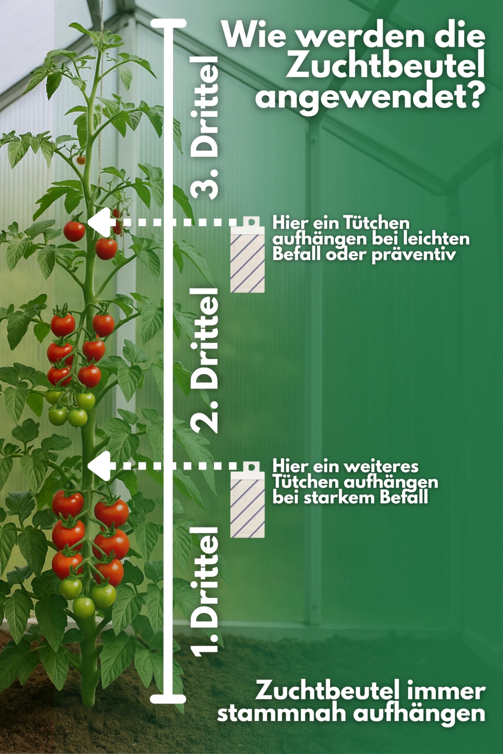 Raubmilben gegen Thrips, Spinnmilben, Weiße Fliege und weitere Schädlinge (16, Mix gegen Thrips/Spinnmilbe)