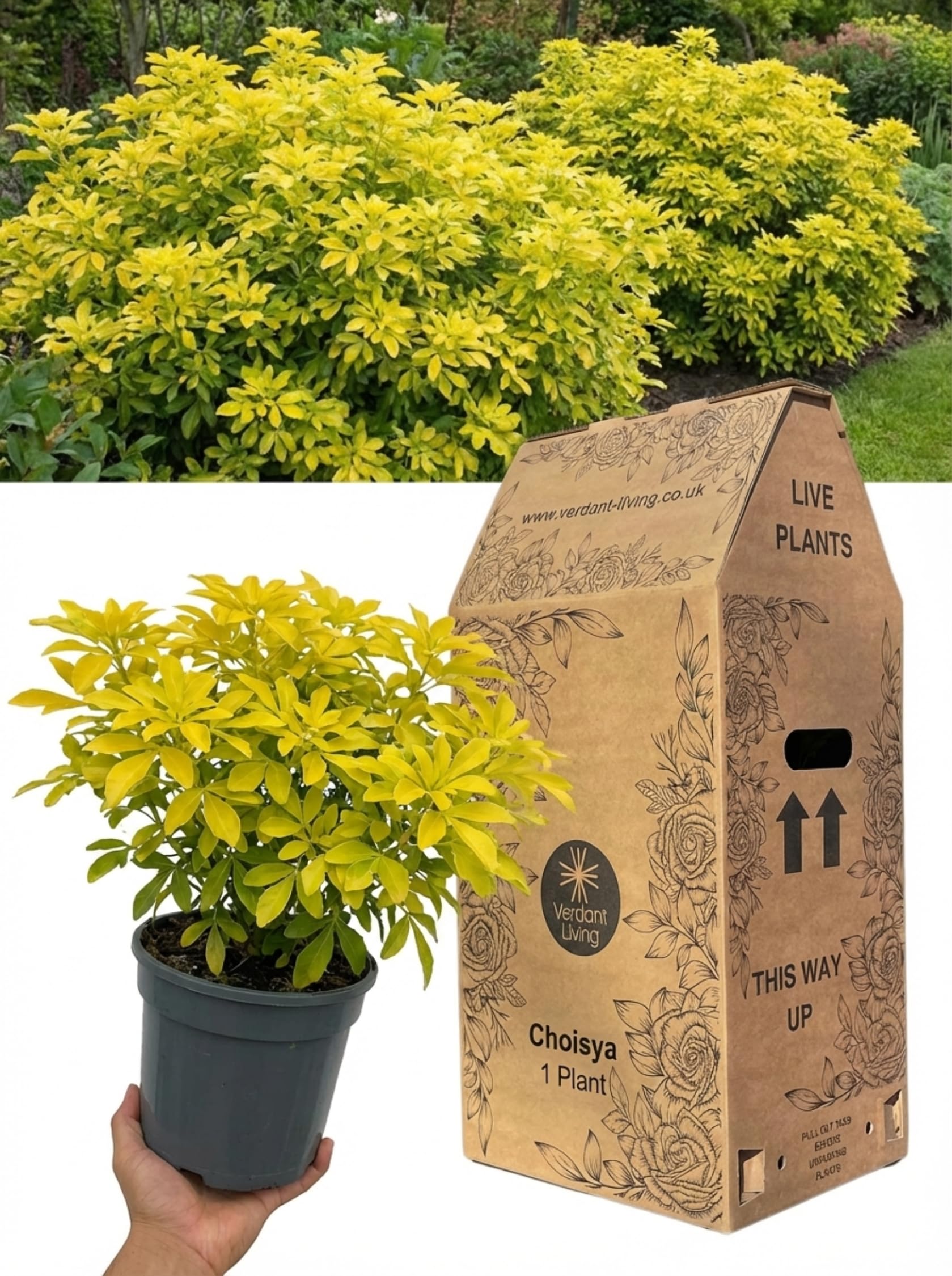 Choisya Goldfinger Plant in 3Ltr Pot – Golden Evergreen Shrub, Mexican Orange Blossom, Hardy Perennial for Gardens, Borders, Patio & Containers – Fragrant, Low Maintenance, Bee Friendly, UK Grown