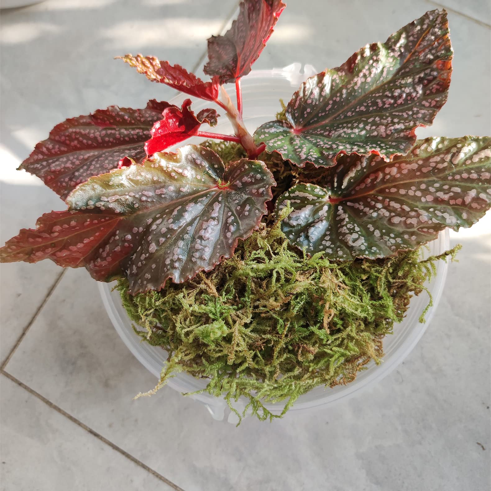453g muschio per orchidee per piante in vaso, ottimo terriccio per piantine e talee, buona idea per terrario per rettili, artigianato, decorazione del giardino