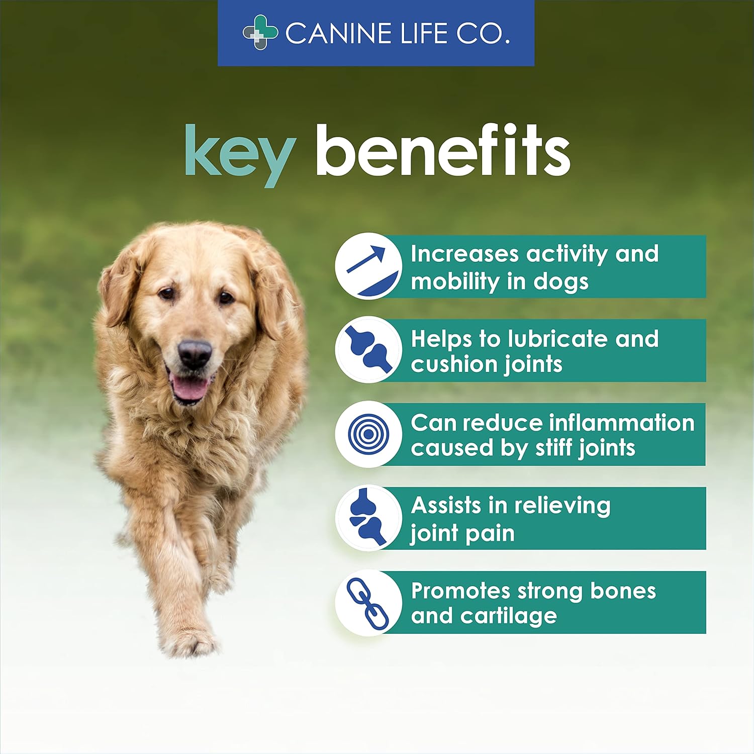 What Causes Dog Stiffness