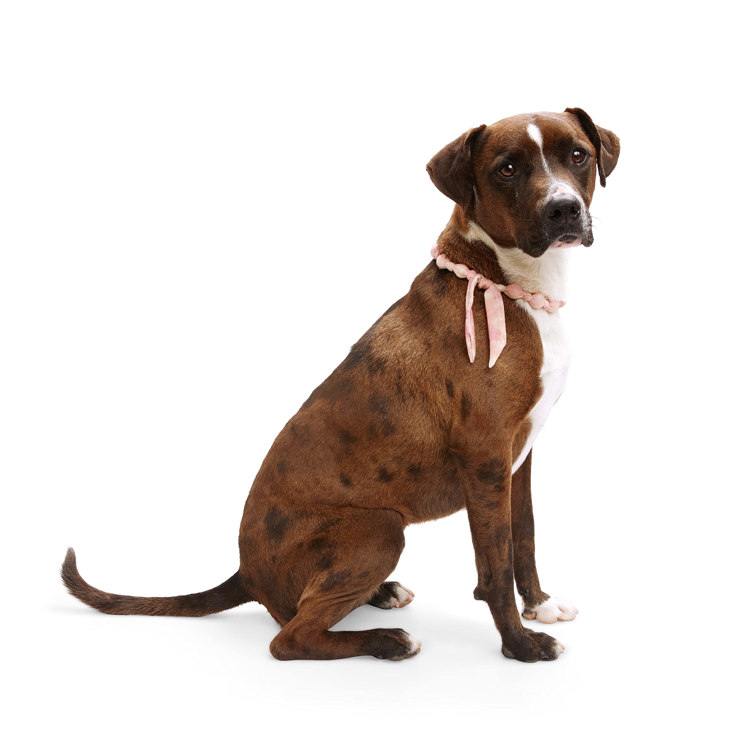 Are Pit Bulls Allowed In Petco