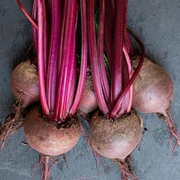 Beetroot Seeds - 200 Detroit Crimson Globe Beetroot Seeds   Plant and Grow Your Own Vegetables Ideal for Greenhouse, Garden, Polytunnel, Large Pots or Containers - Packed in The UK by Meldon Seeds