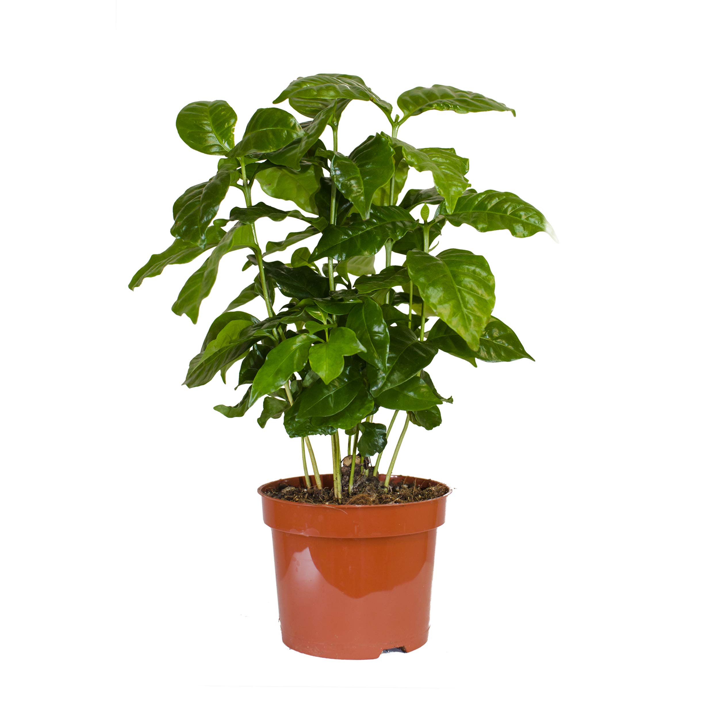 Inter Fleur Coffea- Arabica 30 Cm Usine De Café,café Même Se Développer