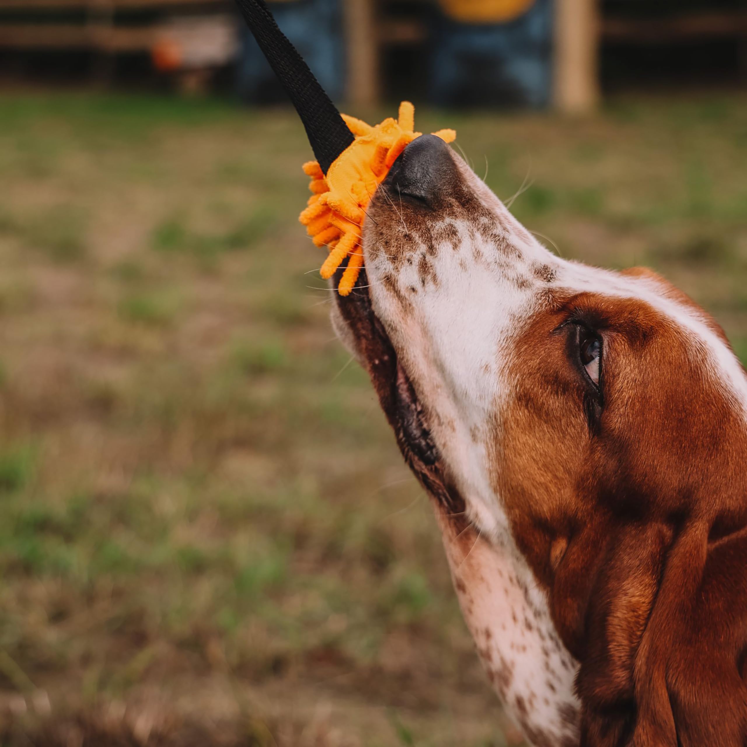 Dingo Set - 2 Hundespielzeuge - Seilstab mit langem Griff & Chaser Zerrspielzeug mit Ball und Griff für Hundetraining, Spielen, Beweglichkeit, Apportieren, Mikrofaser Orange Z30052
