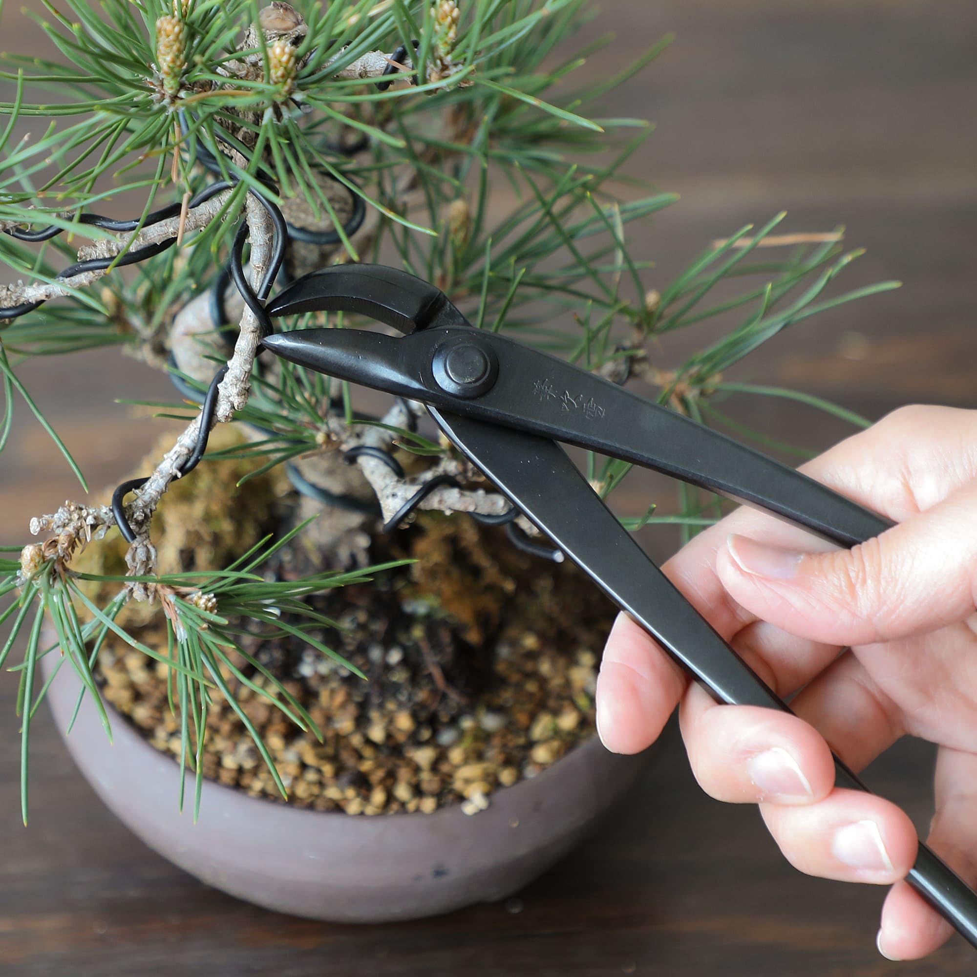 Wazakura Pinze per Filo Bonsai Forgiata a Mano Giappone Attrezzi Giardinaggio Giapponesi