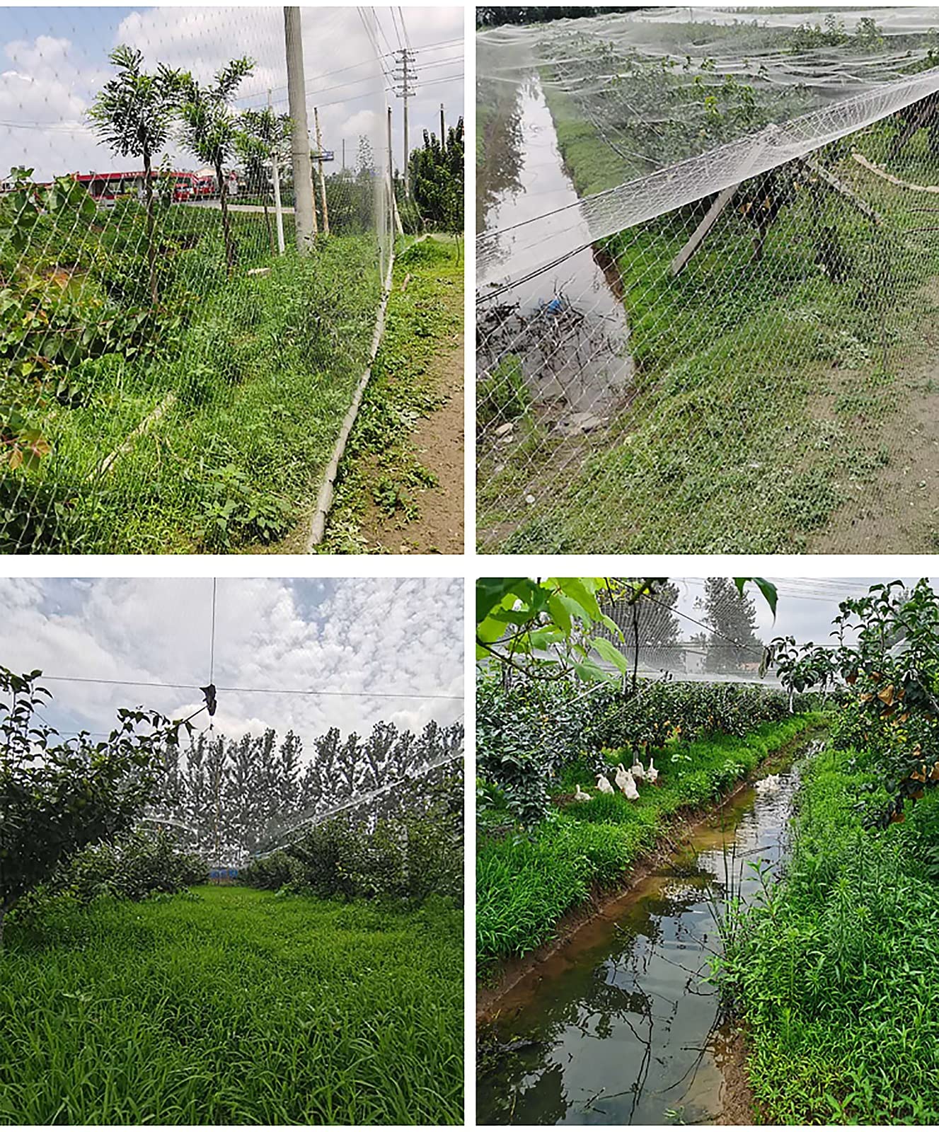 Red de jardín Resistente para Plantas y Flores, Red antipájaros para Proteger árboles frutales y Verduras, Tela de Nailon translúcida Blanca (tamaño: 5 x 5 m/16,4 x 16,4 pies)