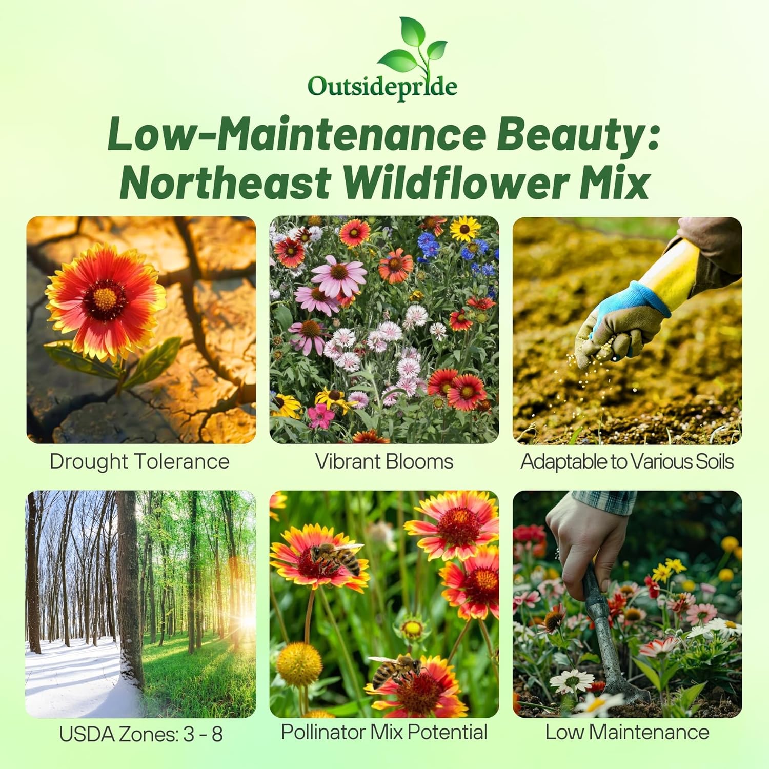Outsidepride Northeast Wild Flower Seed Mix - 5 lbs Premium Blend of Vibrant Biennial & Annual Wildflower Seeds for Northeastern States, Ideal for Meadows, Borders & Gardens, & Attracting Pollinators