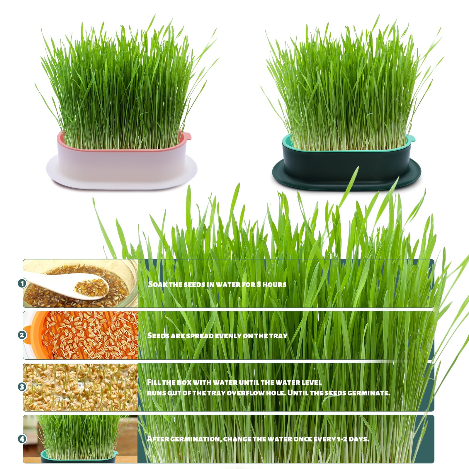 2 Stück Keimschale Katzengras Samen Pflanzschalen Kunststoff Keimschalen Hydroponik Seed Sprouter für Garten Home Office