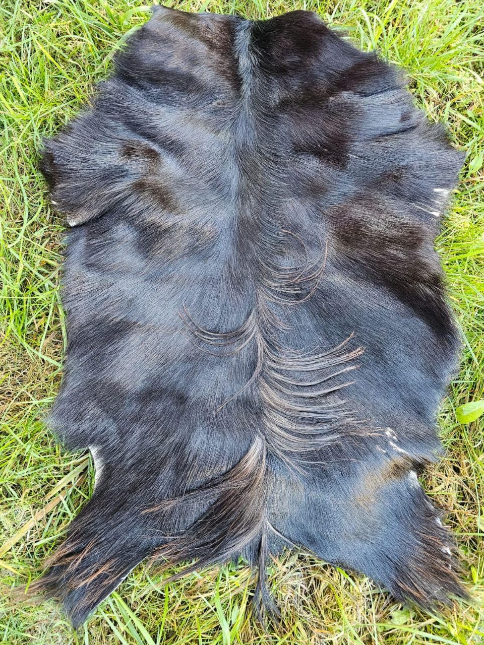 Ziegenfelle Ziegenfell Fell kein Geruch TOP Gerbung Natur SCHNÄPPCHEN (Dunkel Stückpreis, 70-90cm)