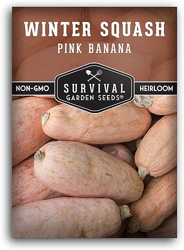 Miniatura 8 de Survival Garden Seeds - Semilla de calabaza de invierno de plátano rosa para plantar - 2 paquetes con instrucciones para cultivar verduras de