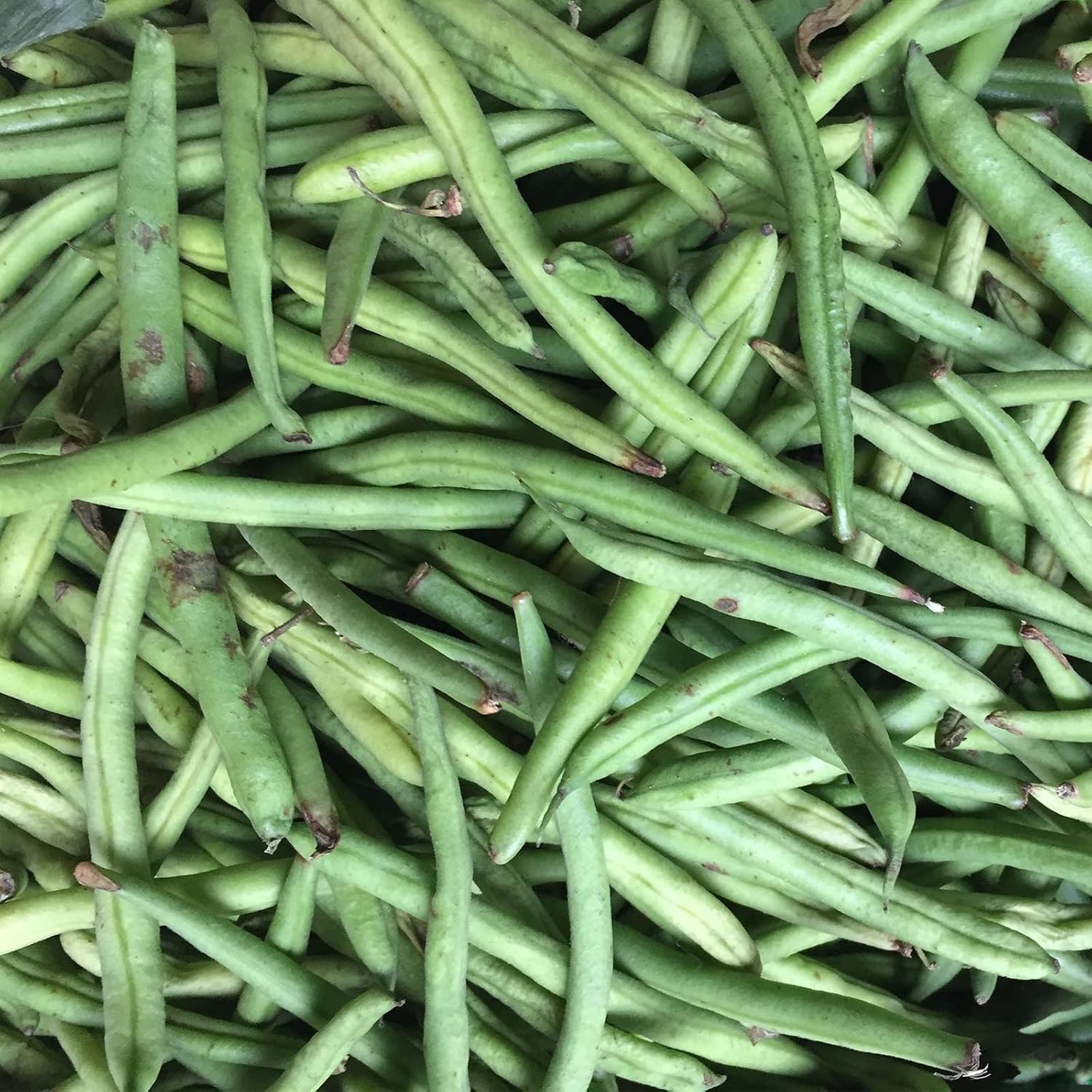 Stringless Green Pod Bush Bean Seed (Burpee) - 25 Lb Bulk - Non-GMO, Heirloom Green Snap Bean Seeds - Vegetable Garden Seeds