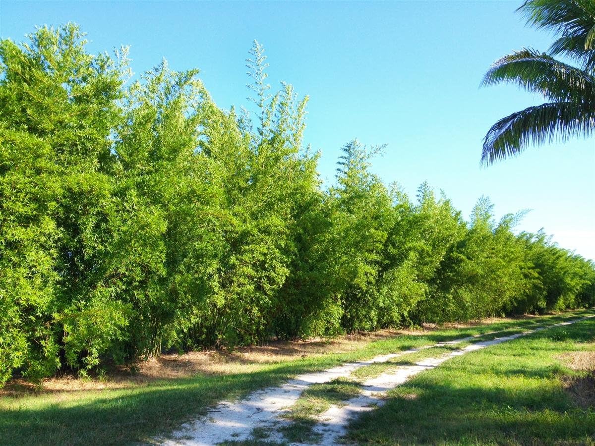 Seabreeze Bamboo 'Bambusa malingensis' - 1 Live 3 Gallon Plant - Privacy Screening Evergreen Clumping Bamboo