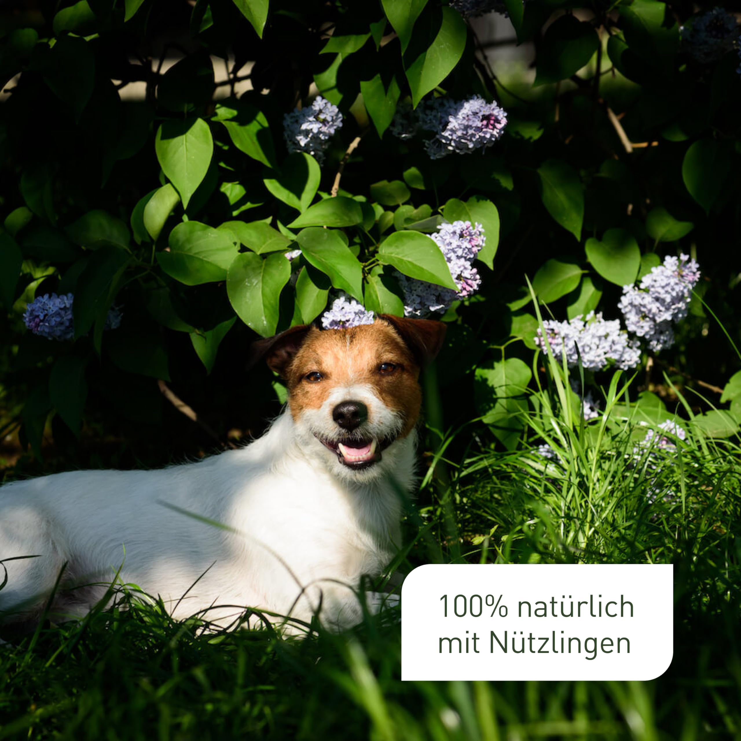 Plantura Dickmaulrüssler-Stopp, biologische Bekämpfung von Dickmaulrüssler-Käfern, mit hochaktivem Nematoden-Gel, sofort einsatzbereit, 100% natürlich, 1 Falle für 10 m² / 5 m Hecke