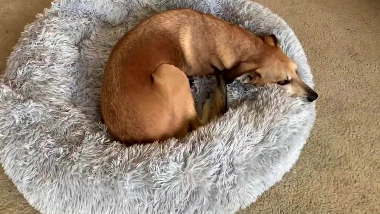 Luciphia Round Dog Cat Bed Donut Cuddler, Faux Fur Plush Pet Cushion for Large Medium Small Dogs, Self-Warming and Cozy… - Image 8